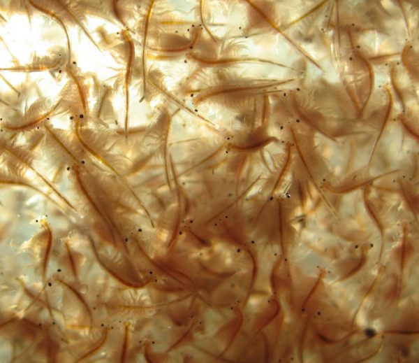 Where To Buy Live Brine Shrimp Near Me